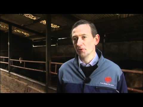 Safety with a Stock Bull