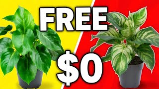 Free Fertilizer at $0 | Milk + Chickpea Water Hack