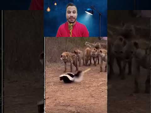 الحيونات البرية #عالم_البرية #عشقالطبيعه #عالم_الحيونات #الحيونات_المفترس #الحيونات #حيوانات #الاسد