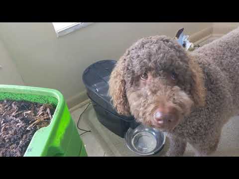 Hot Frog Living Composter Year 1 Day 49 - Starving, Feeding, and Baiting - Vermicomposting