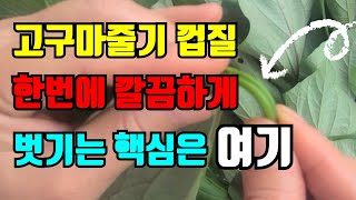 고구마순 껍질 쉽게 벗기려면 이것만 구별하면 이보다 쉬운것 없습니다