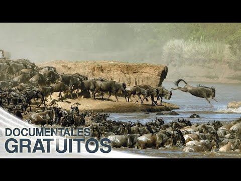 Migración animal