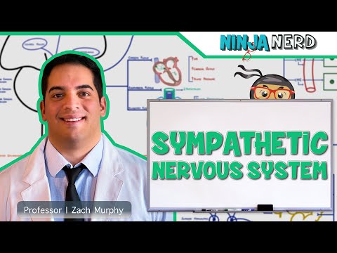 Neurology | Sympathetic Nervous System