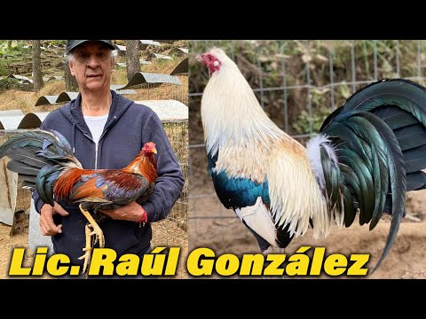 Lic. Raúl González Clement Grey Yellow Leg Hatch Sweater Kelso - Beautiful Birds