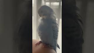 セキセイインコのレモンちゃんいま話題のドラマエンディング曲を聴きながらギョリギョリ気持ちよさそうにしてます