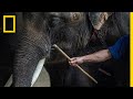 Inside The Dark World Of Captive Wildlife Tourism National Geographic