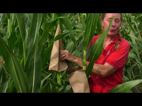 What are Corn Hybrids?  Where did they come from?  With Professor Margaret Smith, Cornell University