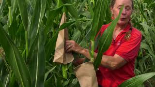 What are Corn Hybrids?  Where did they come from?  With Professor Margaret Smith, Cornell University