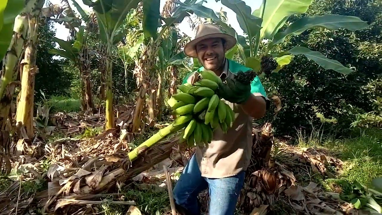 Dia de colher banana prata #agro #sitio #farturanaroça  #bananas #agriculturaregenerativa
