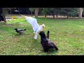 Cat Fights With Seagulls And Crows To Eat