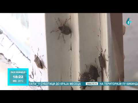 Smrdibube - ima li spasa?