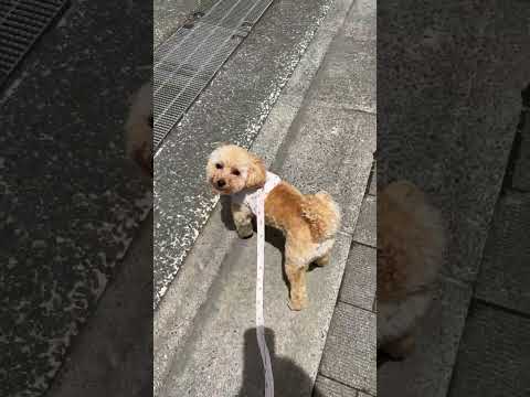 経営学科 炎天下にダッシュするトイプードル10ヶ月 #toypoodle #puppy #トイプードル