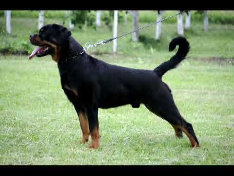 Jeger Of Sanny Hill 2 years