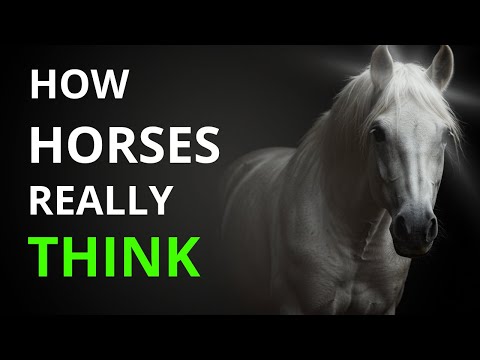 How a Horse’s Mind Really Works (You’ll Never See Them the Same Way Again!)