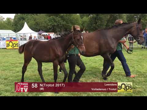 Show AQPS Lion 2017 : Lot 58 - N(Trotot 2017)
