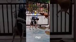 ESCAPE PERRUNO #viral