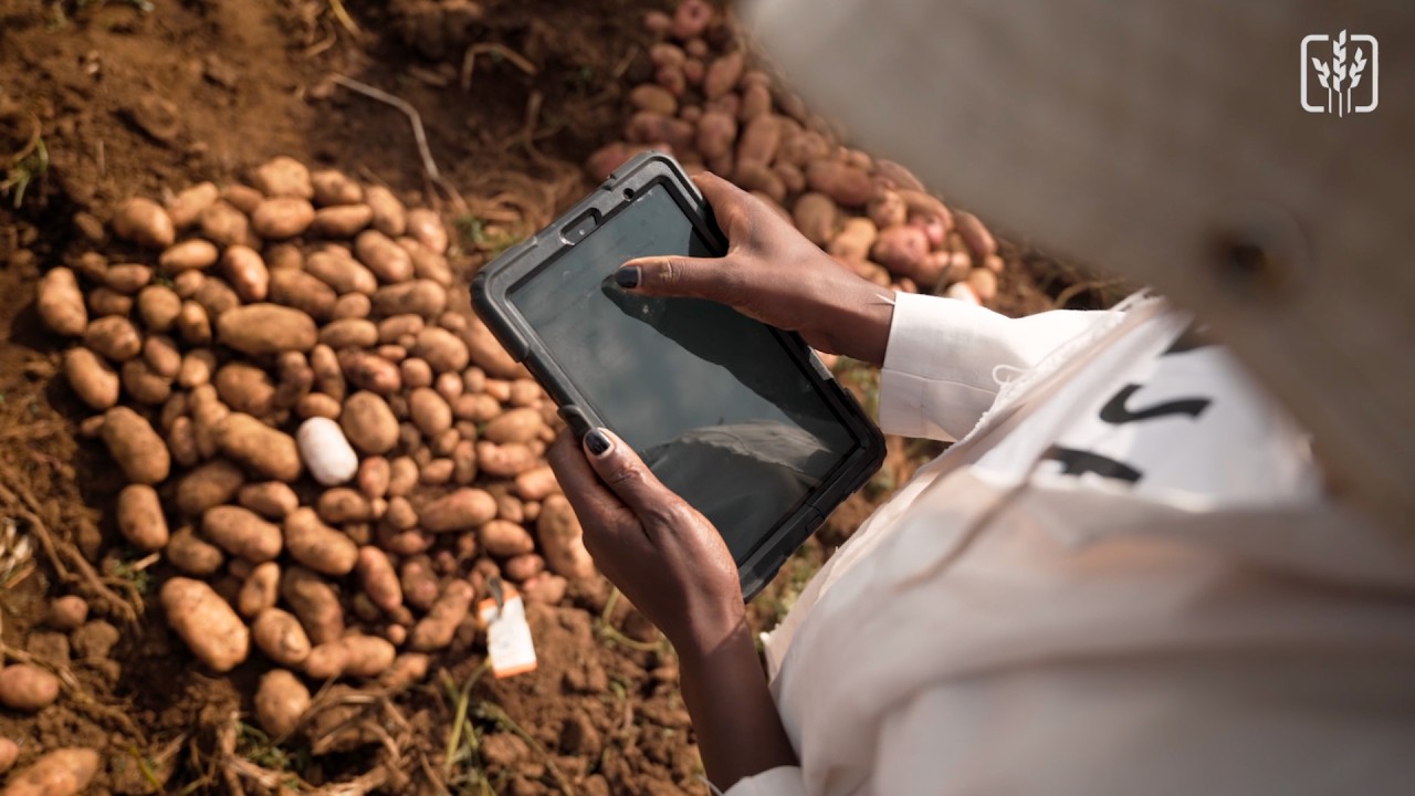The Genetic Memory of the Potato:  How Andean Diversity Shapes New Varieties for East African Farms