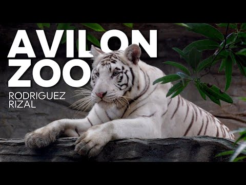 AVILON ZOO latest August 2025 | Mark Neri