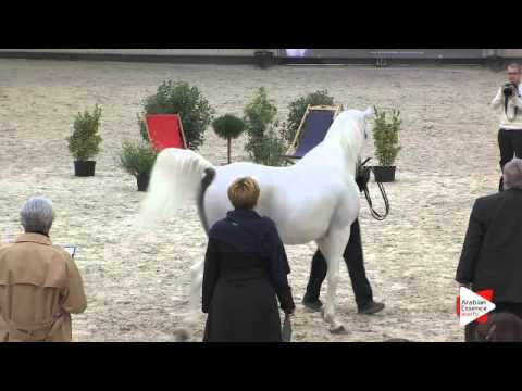 N.104 RASWAN DE GARGASSAN - DEAUVILLE 2015 - Stallions 8 years old and over (Class 11)