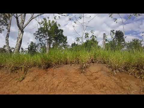a natureza do Jardim Virgínia na cidade de Registro sp.