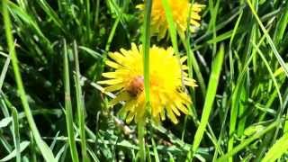 preview picture of video 'Bee on dandelion'