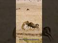 Battle For Survival Of Wildebeest Against Leopard Youtube Wildebeest Leopard Shorts Ytshorts