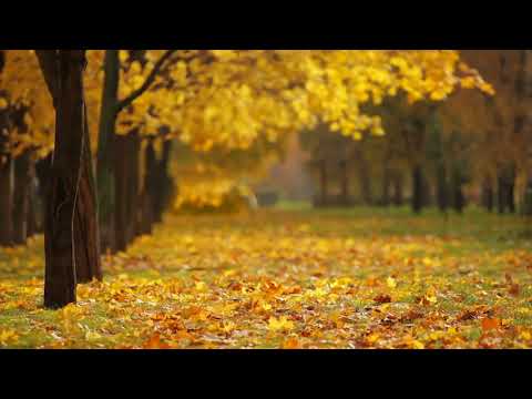 10 hours of autumn park sounds - Rustling leaves - Autumn ambience for sleep, relax, meditation