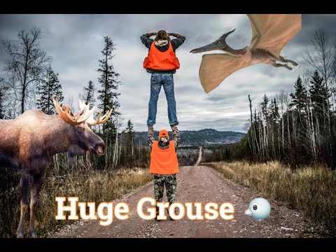 Huge Ruffed Grouse Stupid Spruce Grouse