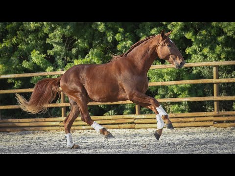 **SOLD**  Young and Charming piro free Lusitano (REF#537)