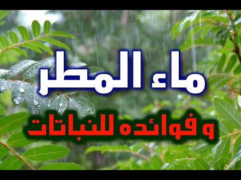 , title : 'ماء المطر و فوائده للنباتات و الفرق بينه و بين ماء الصنبور في ري النباتات'