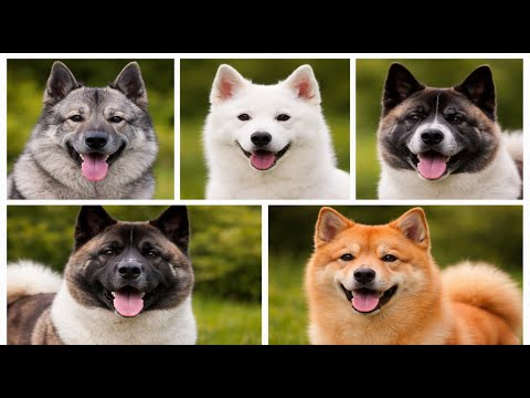 Northern Guardians of the Wild