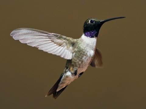 Arizona Bird Sounds | Black Chinned Hummingbird #3 | Black Screen