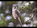 18 Owl Northern Hawk Trilling Call