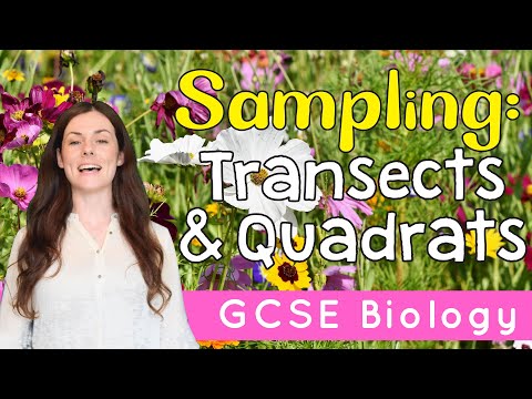 SAMPLING: TRANSECTS AND QUADRATS GCSE Biology 9-1 | Combined (Revision & Qs)