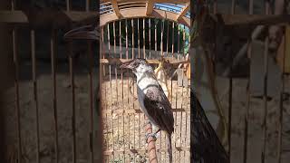 Download lagu Burung kutilang belajar  full isian kacer cucak ijo murai batu kicau mania aviary unik bird mp3