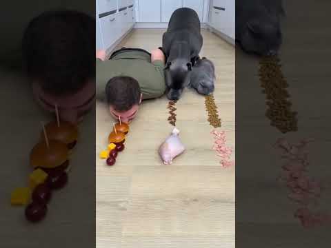 Dog and cat teaming up against me again 😭 #dog #cat #eatingchallenge #foodrace #pets #comedy #winner