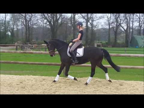 14 jährige Stute Dancing Dynamite x Florestan