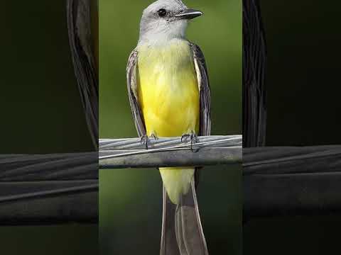 ¿A dónde se va el Sirirí Real? ✈️ Su secreto para NO pasar frío #shortvideo  #birdwatching