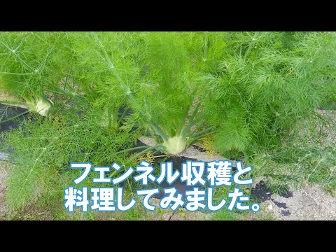 園芸 フェンネル