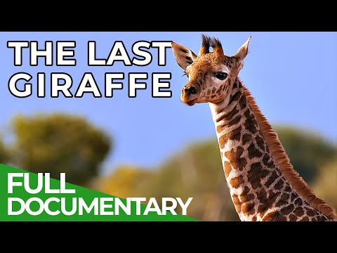 The Last Giraffe How the World's Tallest Land Animal Became Extinct