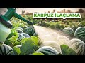 Karpuzda İlaçlamada ÖNEMLİ Notlar! | Hangi İlaçlama Yöntemleri Tercih Edilir