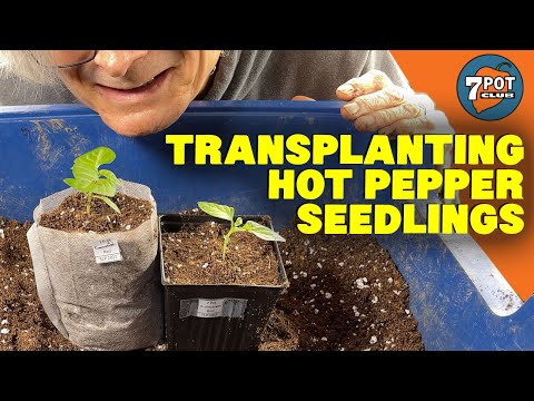 Transplanting Seedlings: 2021 Hot Pepper Grow Season Episode 2