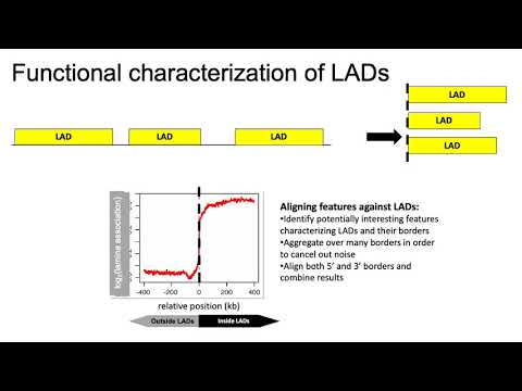 MCB 182 Lecture 10.2 - DamID for mapping protein-DNA interactions