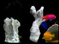 VHS EP 60fps The Ultimate Aquarium Video