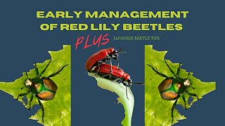 EARLY Red Lily Beetle Management & Discussion Of The Two Garden Pests In My Area