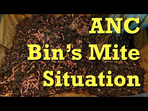 Checking on mite situation in African nightcrawler worm bins - farm vermicomposting