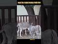 2 Pert Donkey Meeting BakraMandiPakistanOfficial YouTube