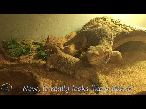 Spring is in the Air! Bearded Dragon Courtship!