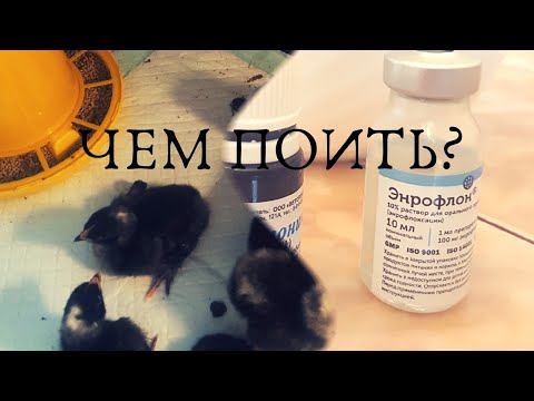 Пропаивание цыплят для 100 % выживаемости!