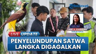 Karantina dan BBKSDA Papua Gagalkan Penyelundupan Burung Cenderawasih di Pelabuhan Laut Jayapura